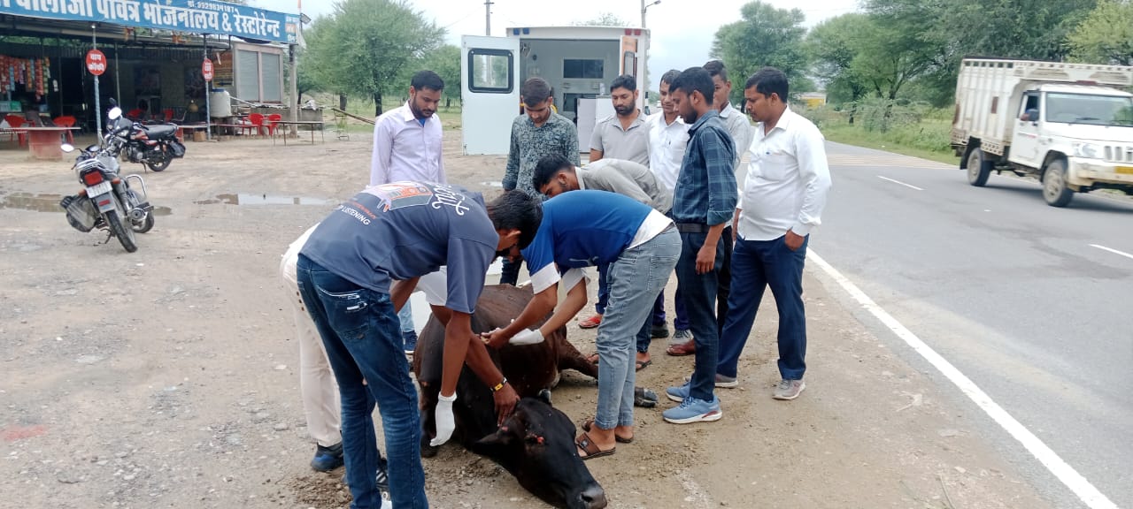 एनिमल साइंस एंड टेक्नोलॉजी प्रशिक्षण के प्रशिक्षणार्थियों द्वारा दुर्घटना में घायल गौ वंश का प्राथमिक उपचार 